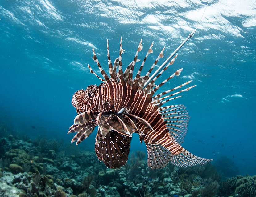 Spearfishing a lionfish
