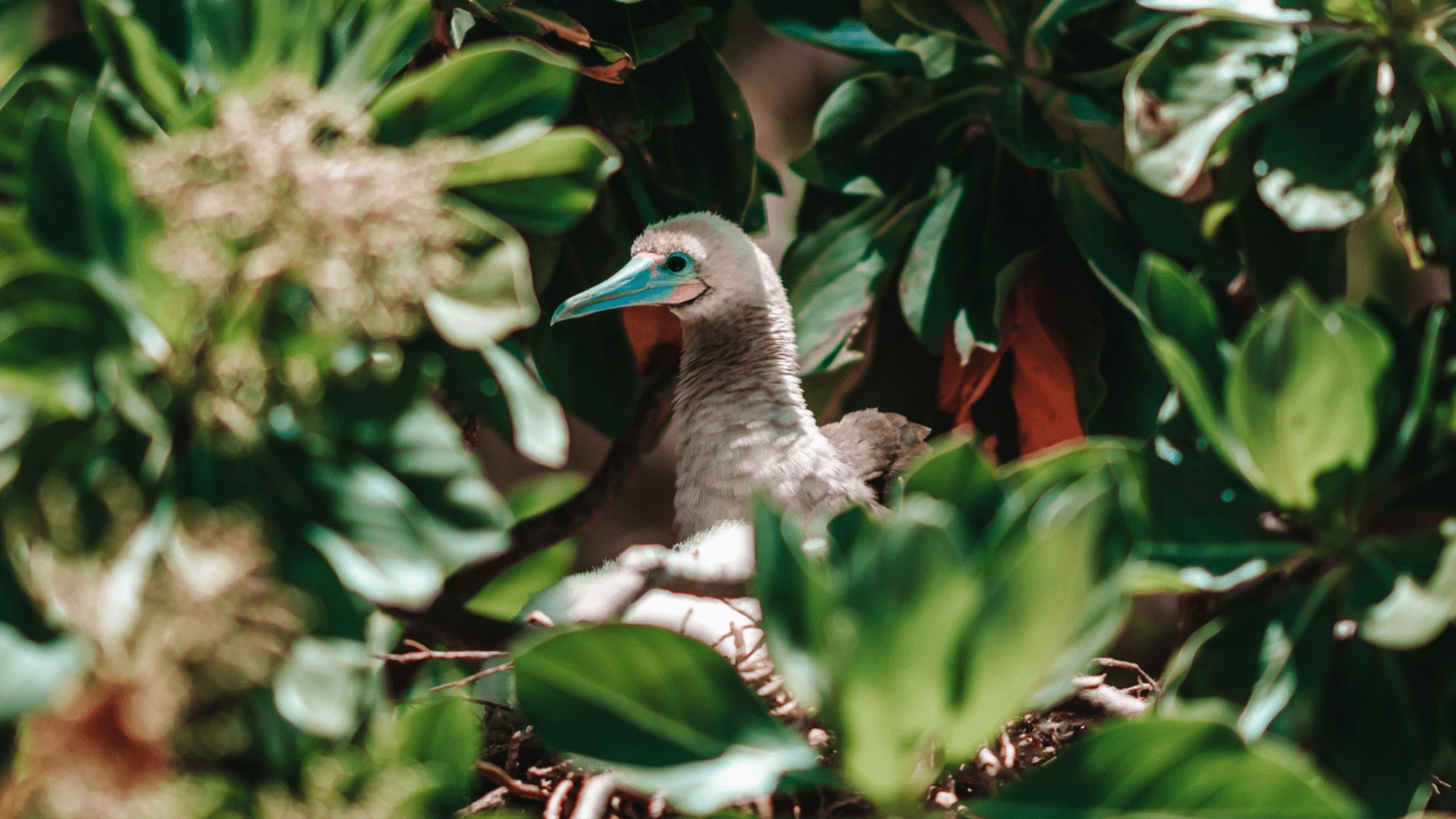 Tropical bird in the vegetation