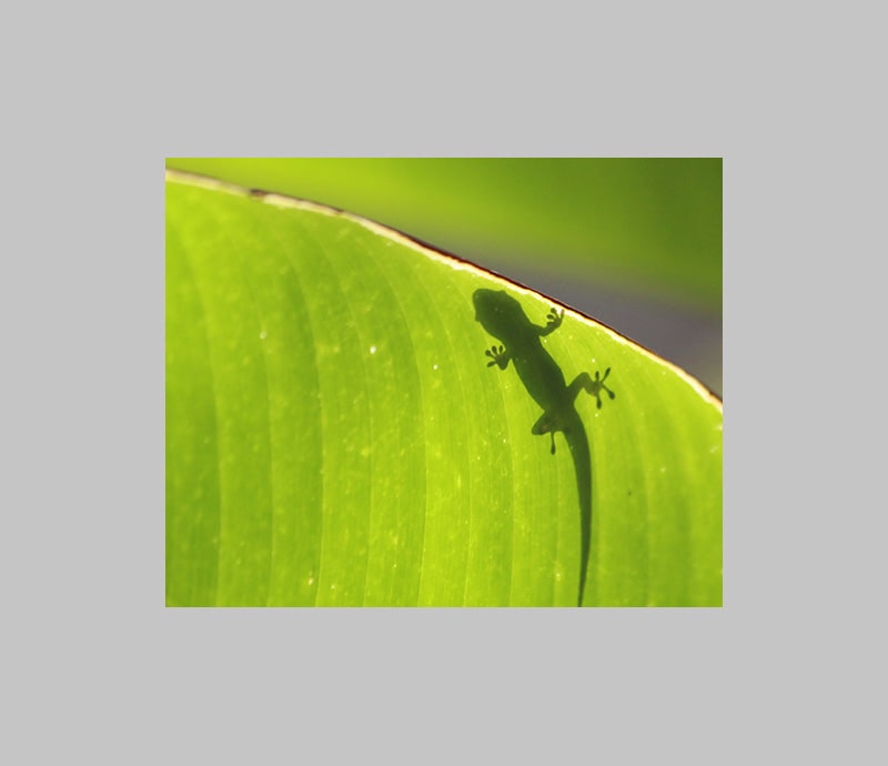 shadow of a gecko on a leaf
