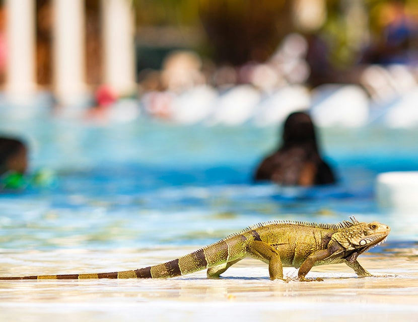 Large lizard walking by a pool